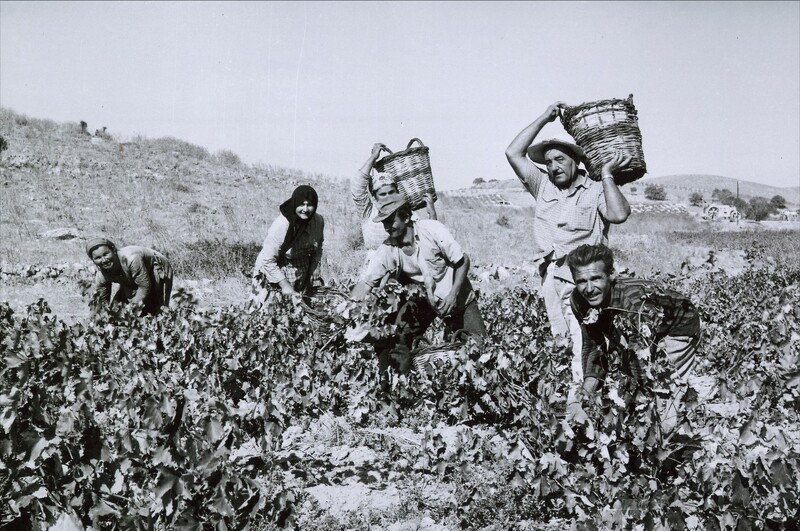 Μάζεμα σταφυλιών 1958